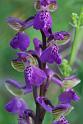 orchis morio picta